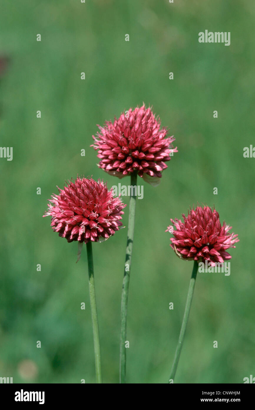 Allium rotundum (Allium scorodoprasum ssp. rotundum, Allium rotundum), blooming Stock Photo