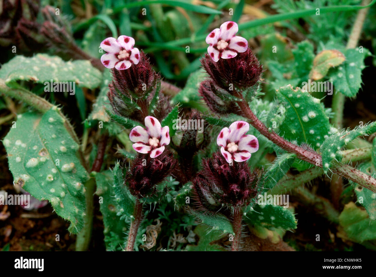 Anchusa variegata (Anchusa variegata), blooming, Greece Stock Photo
