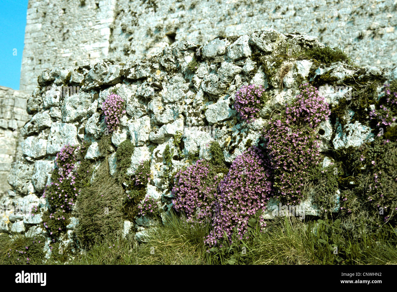purple rock cress (Aubrieta deltoidea), blooming at a castle wall Stock Photo