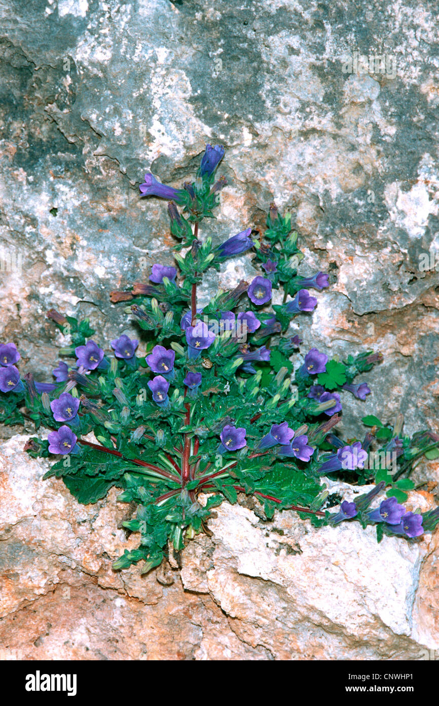 Campanula hagielia (Campanula hagielia), blooming, Greece Stock Photo