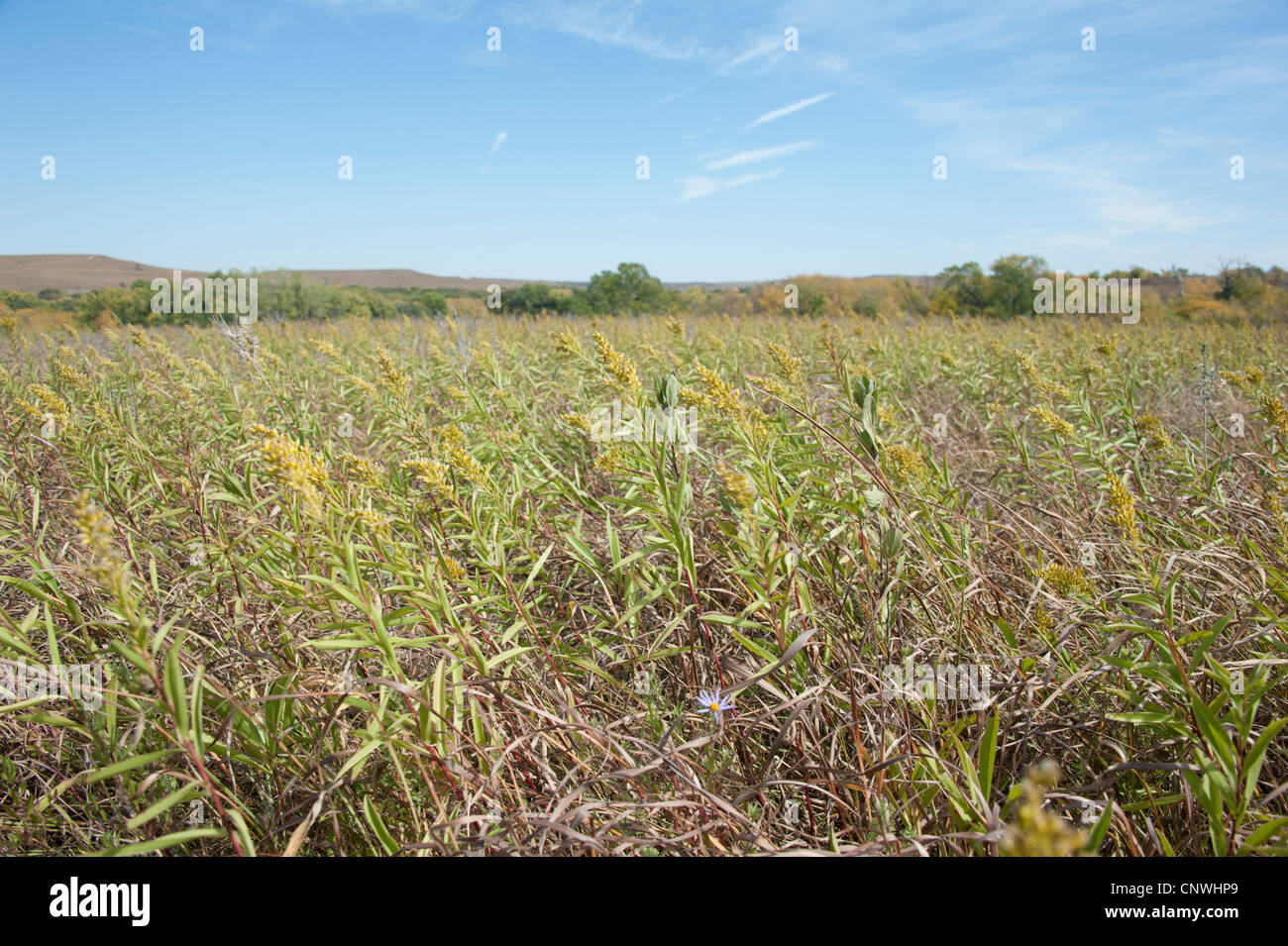 Konza Prairie in Manhattan Kansas Stock Photo