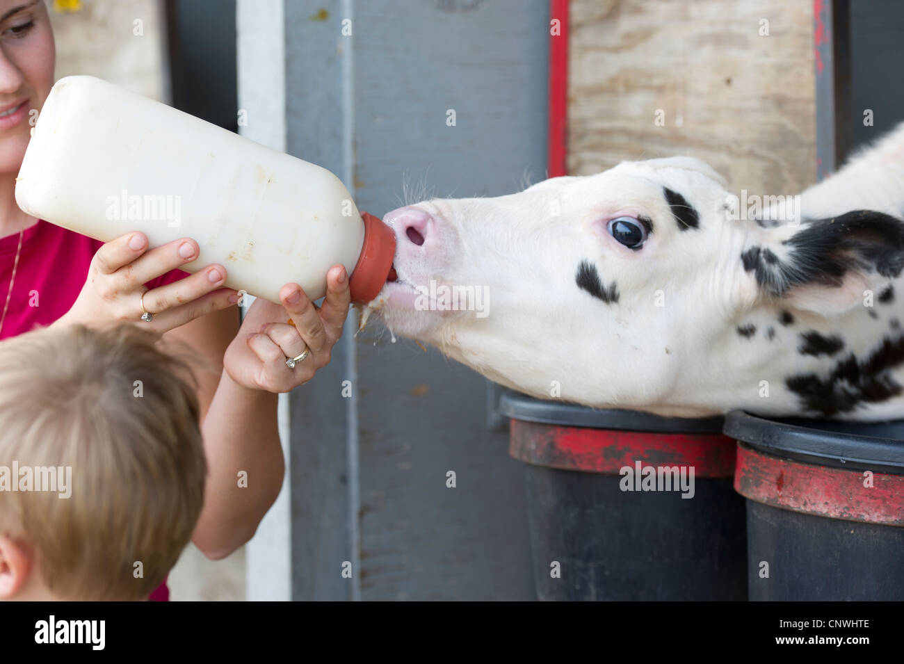 Feeding Feed Calf High Resolution Stock Photography and Images Alamy