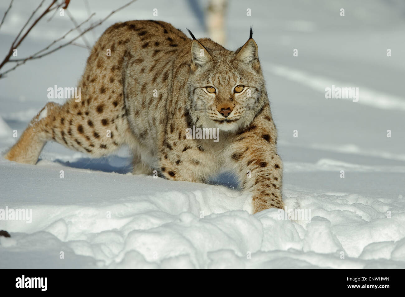 Eurasian lynx (Lynx lynx), in snow, Norway, Lauvsnes Stock Photo