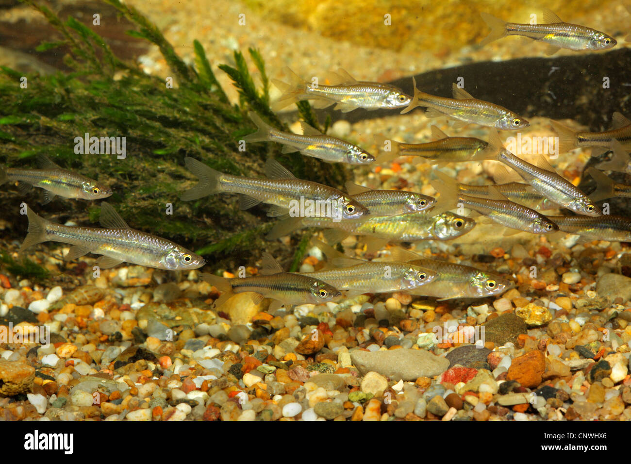 Stone moroko, Topmouth gudgeon (Pseudorasbora parva), shoal over gravel ground and Common Water Moss, Germany, Bavaria, Isental Stock Photo