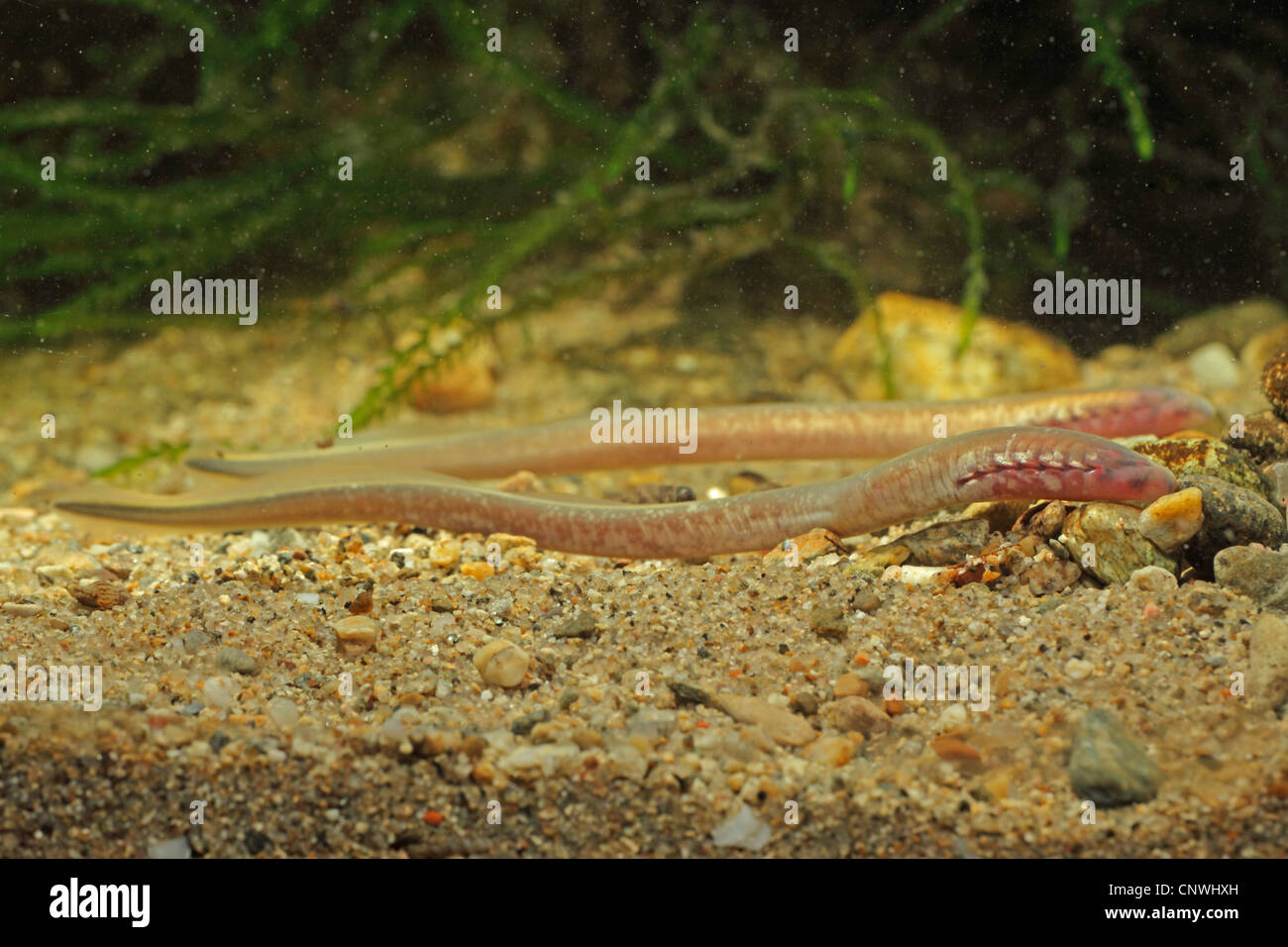 Carpathian lamprey, Carpathian brook lamprey [Hungarian lamprey/DaNubian lampern] (Eudontomyzon danfordi), two larvae over fine gravel ground, Germany, Bavaria, Inn Stock Photo