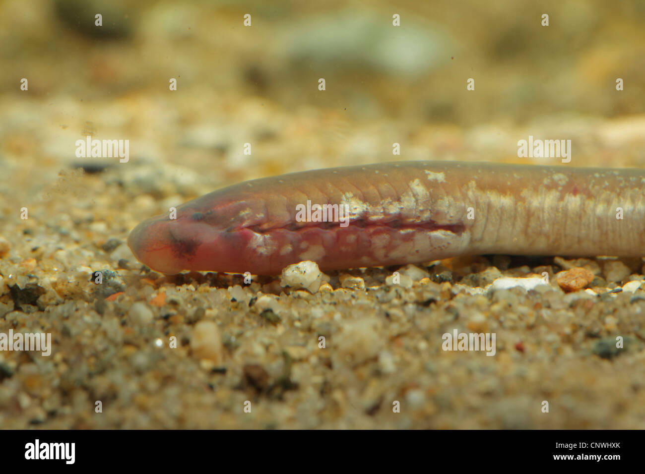 Carpathian lamprey, Carpathian brook lamprey [Hungarian lamprey/DaNubian lampern] (Eudontomyzon danfordi), portrait of a larva on fine gravel ground, Germany, Bavaria, Inn Stock Photo