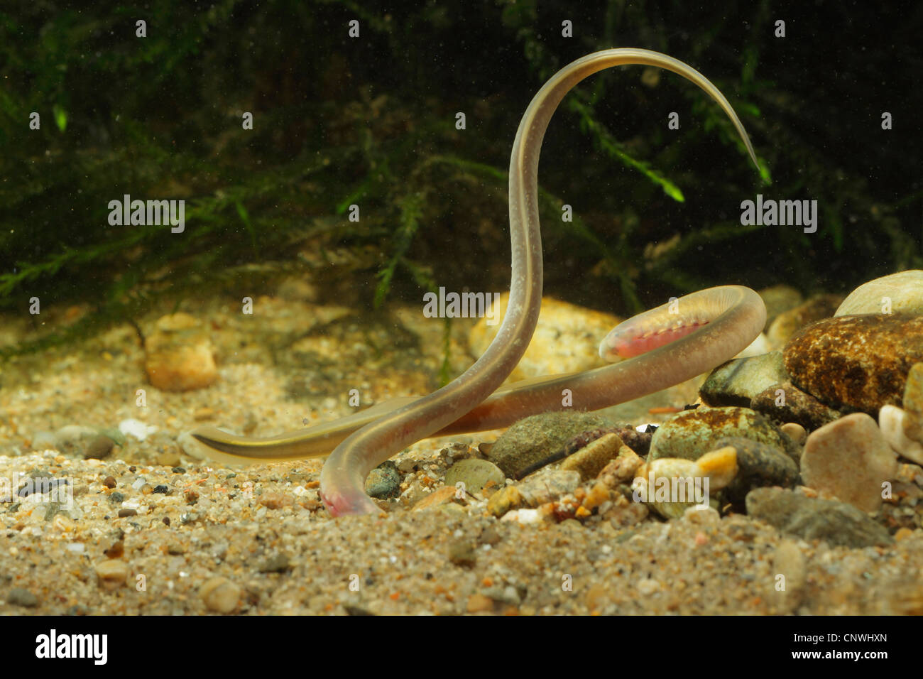 Carpathian lamprey, Carpathian brook lamprey [Hungarian lamprey/DaNubian lampern] (Eudontomyzon danfordi), two larvae, one digging oneself into the gravel ground, Germany, Bavaria, Inn Stock Photo