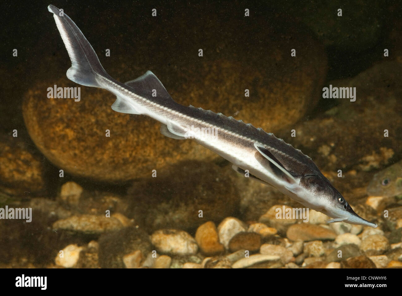 sterlet, Siberian sterlet (Acipenser ruthenus), swimming close to pebble ground Stock Photo