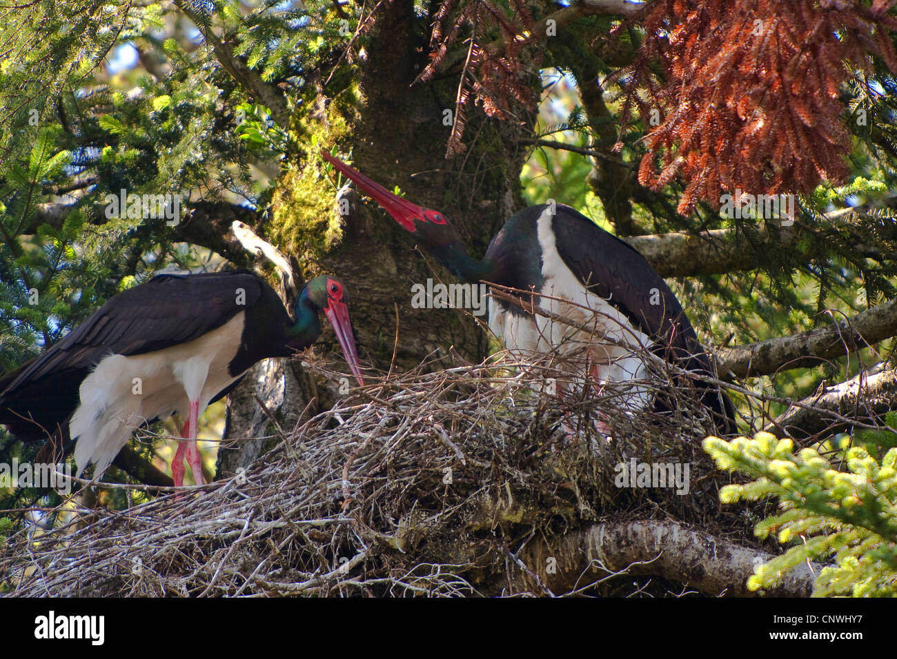 black stork (Ciconia nigra), couple at the aerie in an old fir, Germany, Bavaria, Oberbayern, Upper Bavaria Stock Photo