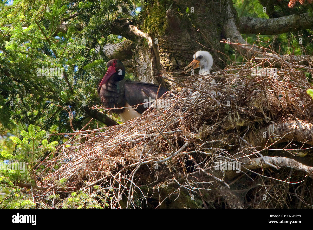 black stork (Ciconia nigra), female with four weeks old juvenile at the aerie in an old fir, Germany, Bavaria, Oberbayern, Upper Bavaria Stock Photo