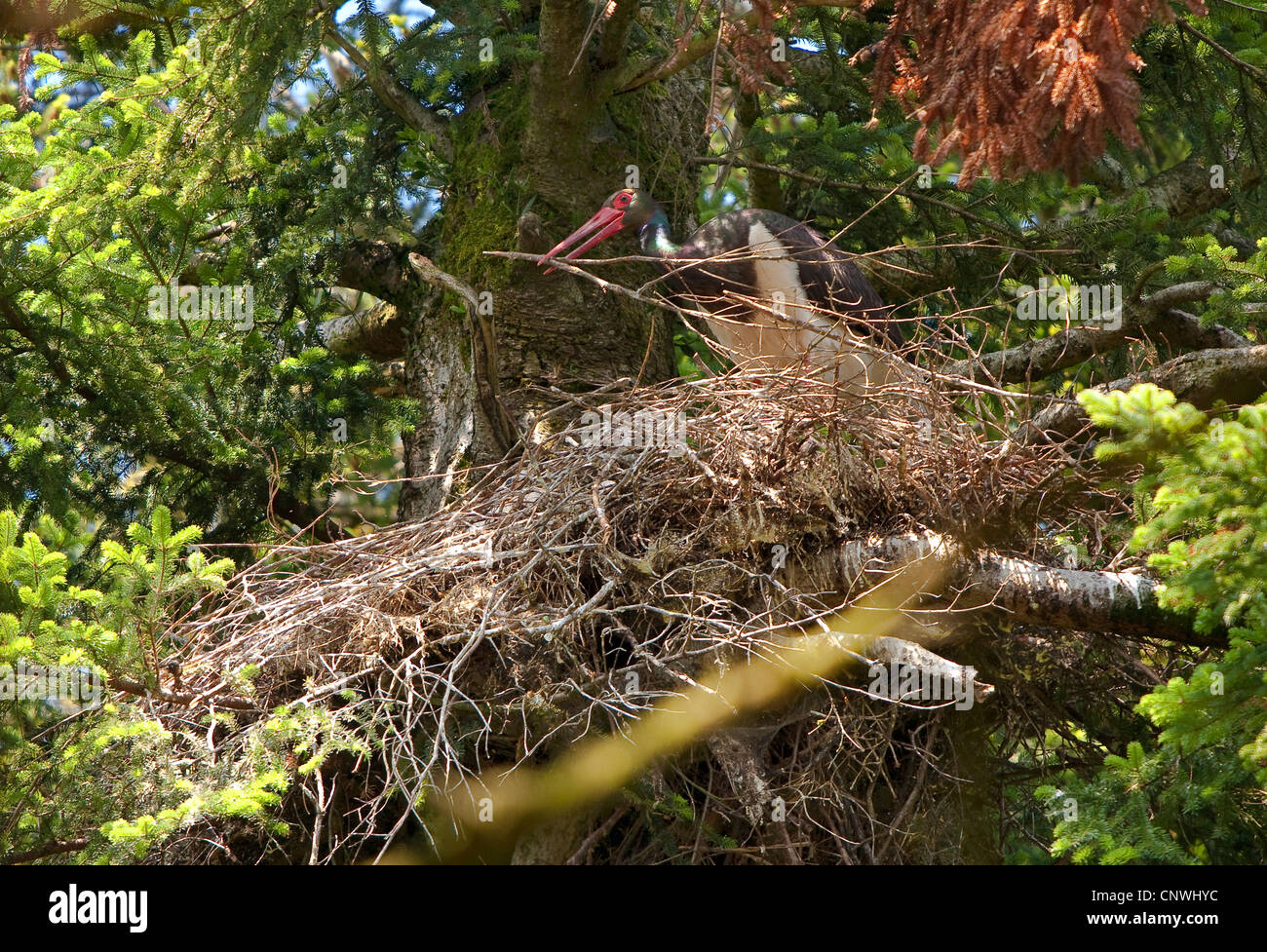 black stork (Ciconia nigra), building an aerie in an old fir, Germany, Bavaria, Oberbayern, Upper Bavaria Stock Photo