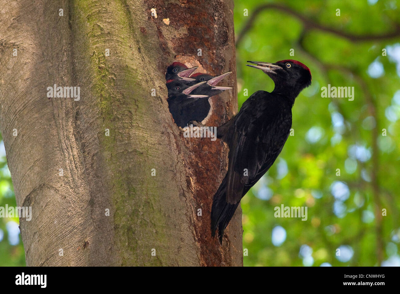 black woodpecker (Dryocopus martius), male feeding three begging nestlings in an old beech, Germany, Bavaria, Isental Stock Photo