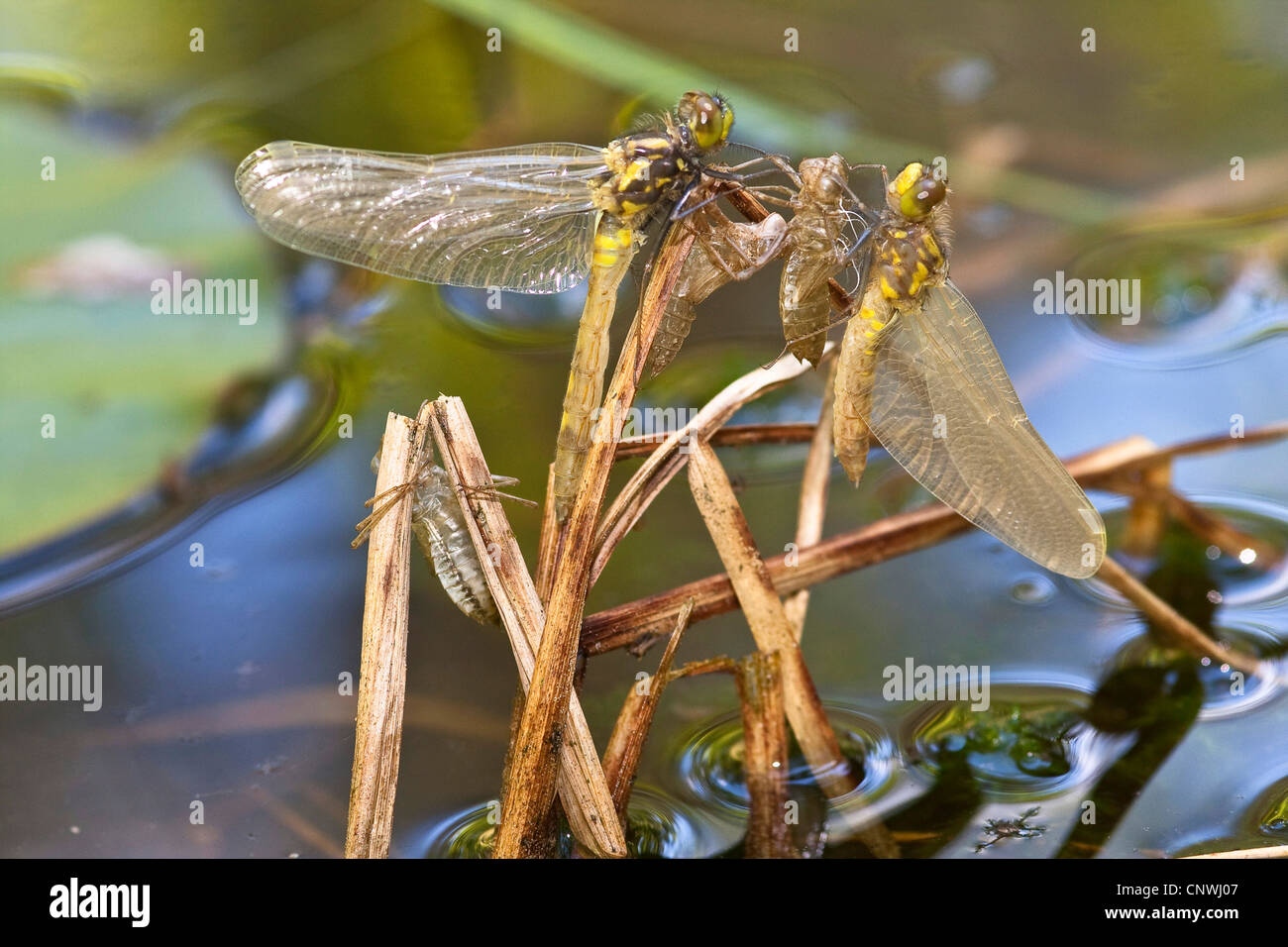 white-faced darter, white-faced dragonfly (Leucorrhinia dubia), some insects sitting at blades of sedge in a pond, shortly before finishing the metamorphosis, Germany, Bavaria, Kesselsee Stock Photo