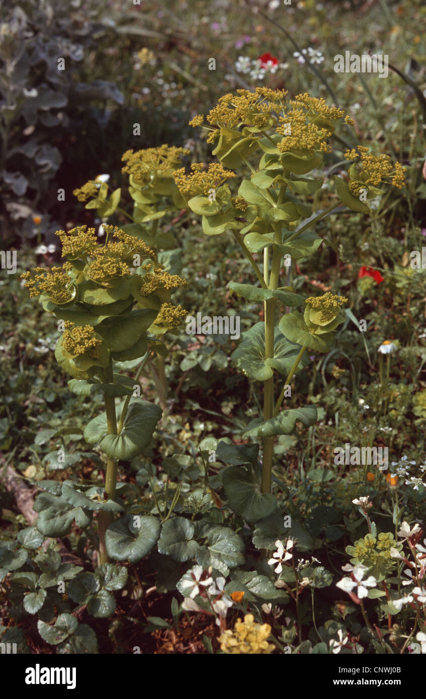 Round-Leaved Alexanders (Smyrnium rotundifolium), blooming Stock Photo