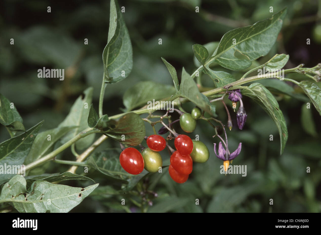 bitter nightshade, bittersweet nightshade, woody nightshade, climbing