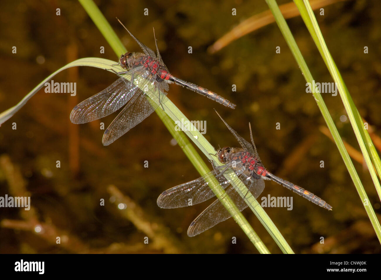 white-faced darter, white-faced dragonfly (Leucorrhinia dubia), two males sitting on a blade of sedge, Germany, Bavaria, Kesselsee Stock Photo