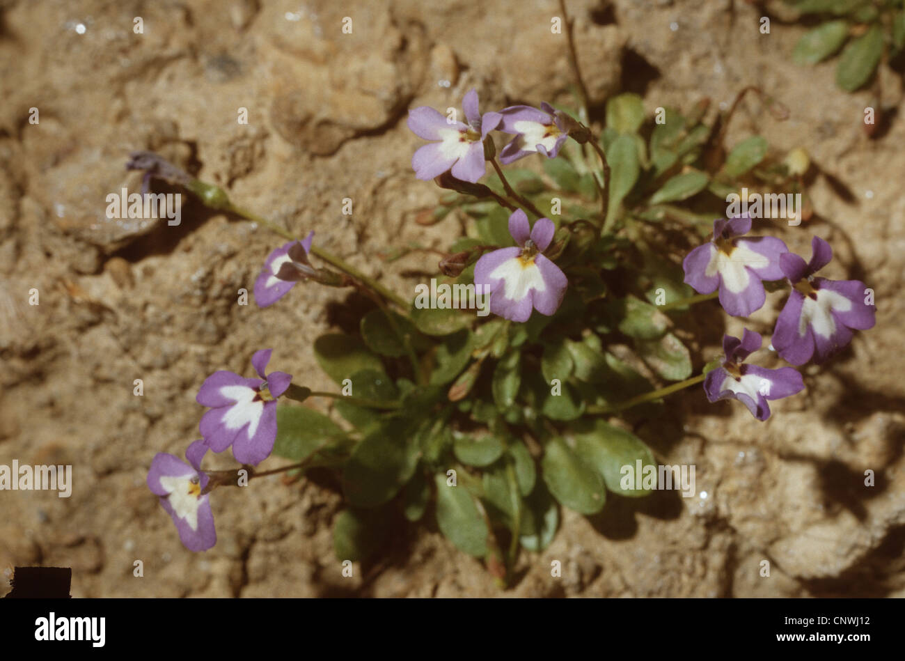 Solenopsis minuta (Solenopsis minuta), blooming Stock Photo