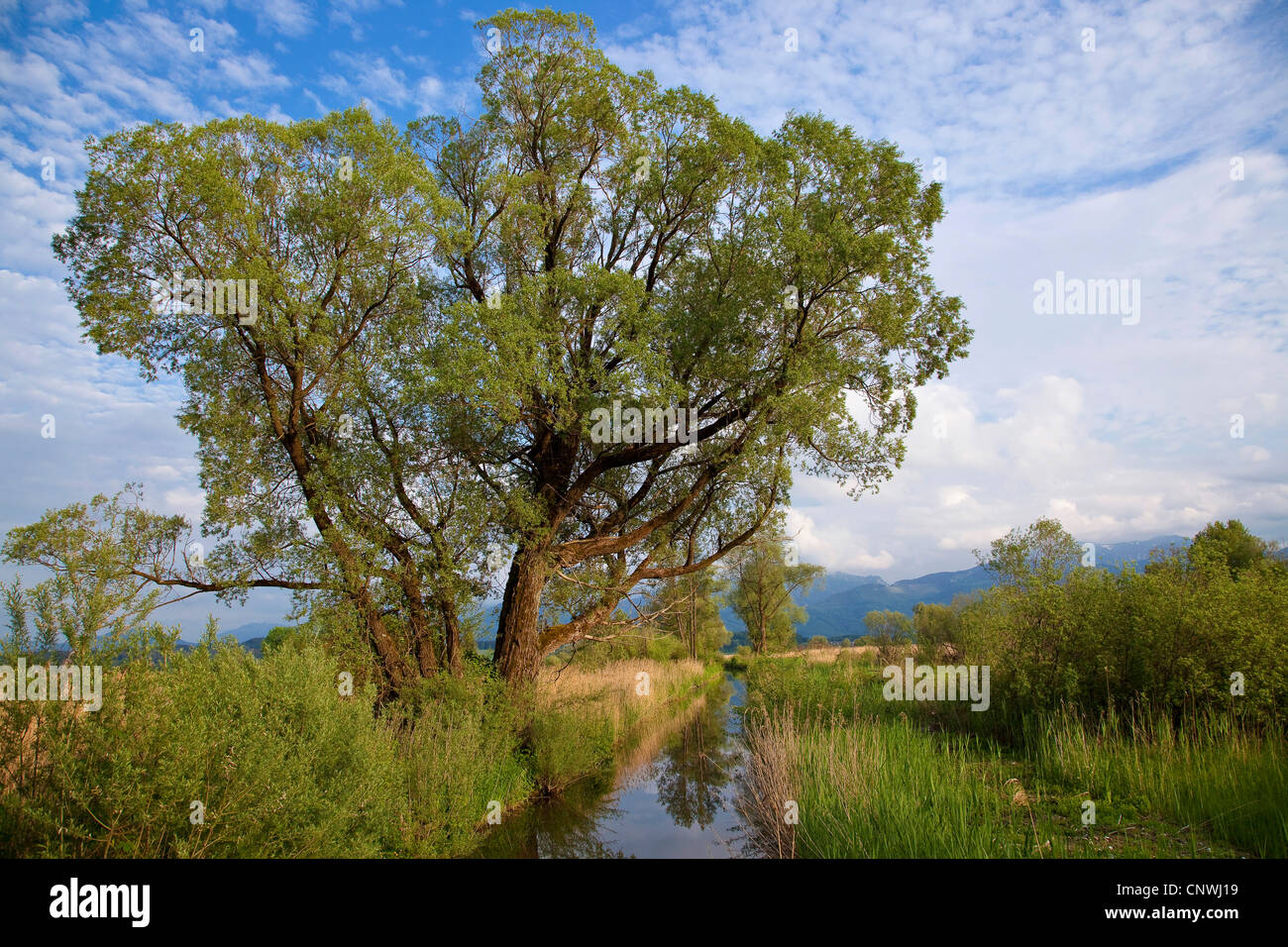 white willow (Salix alba), in mire landscape beside a creek, Germany, Bavaria, Chiemsee Stock Photo