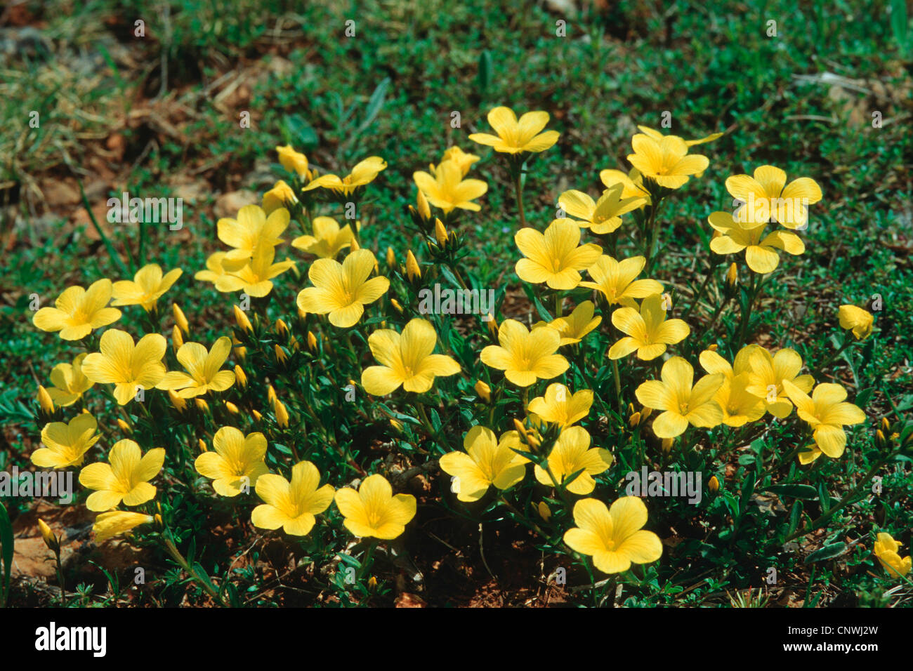 Linum campanulatum (Linum campanulatum), blooming Stock Photo