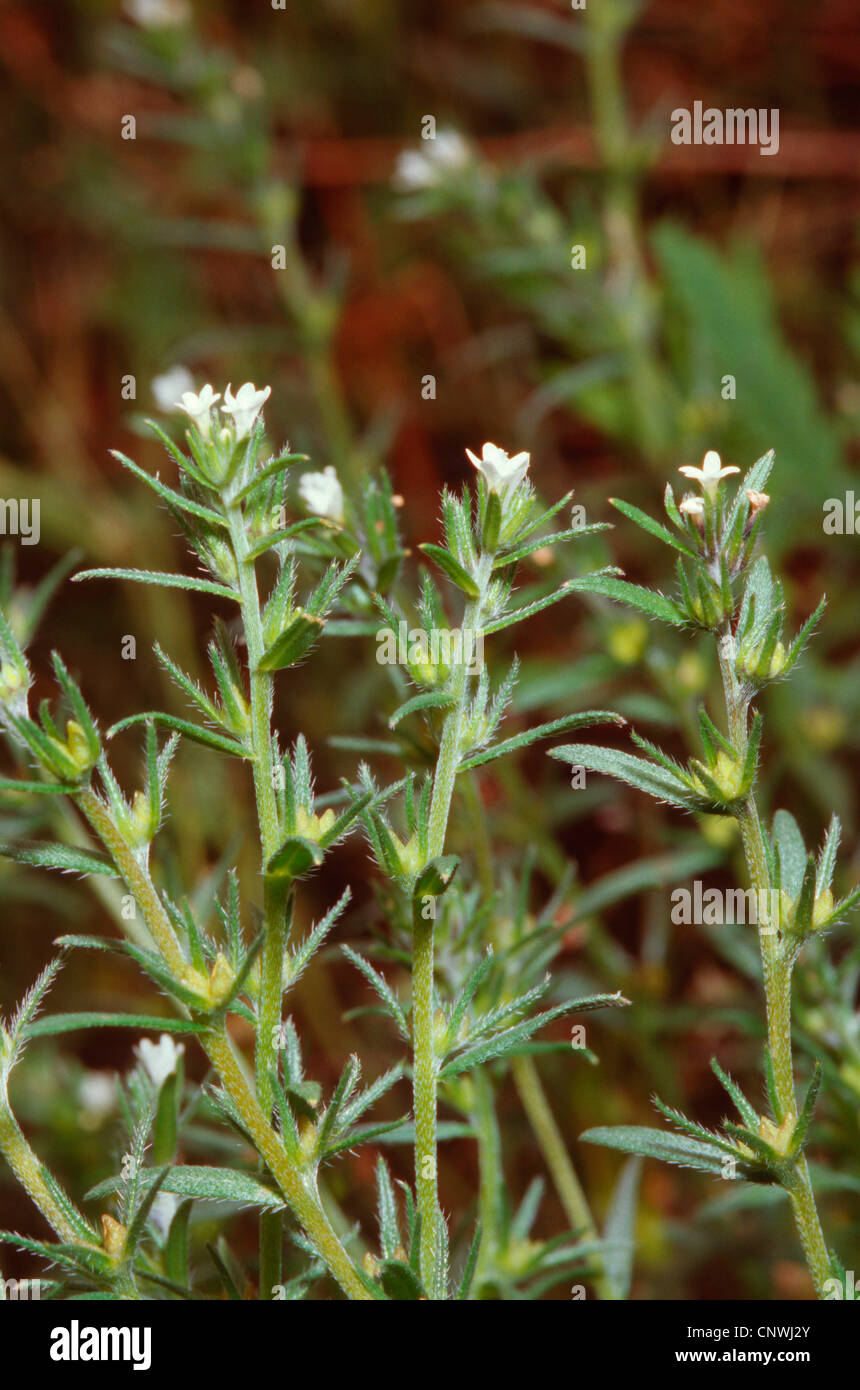corn gromwell (Lithospermum arvense, Buglossoides arvensis), blooming, Germany Stock Photo
