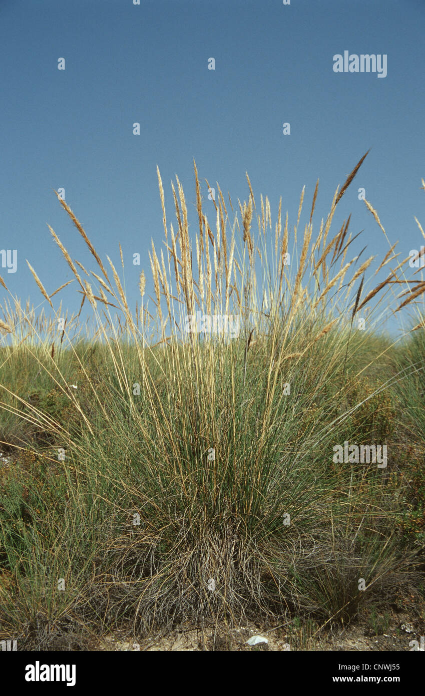 Esparto Grass, graygreen needlegrass, greygreen needlegrass (Stipa tenacissima), blooming