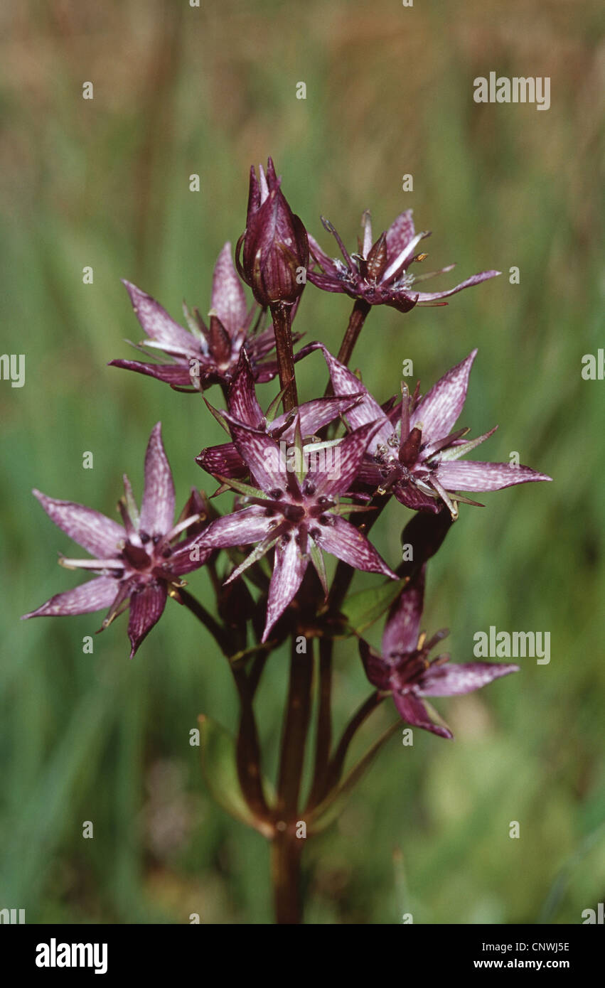 felwort (Swertia perennis), blooming Stock Photo