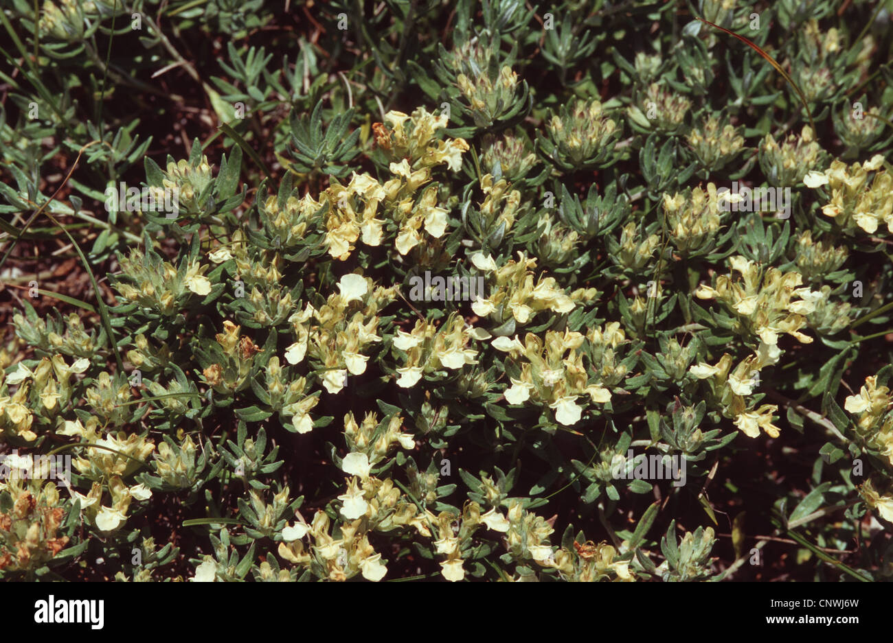 Mountain Germander (Teucrium montanum), blooming, Germany Stock Photo