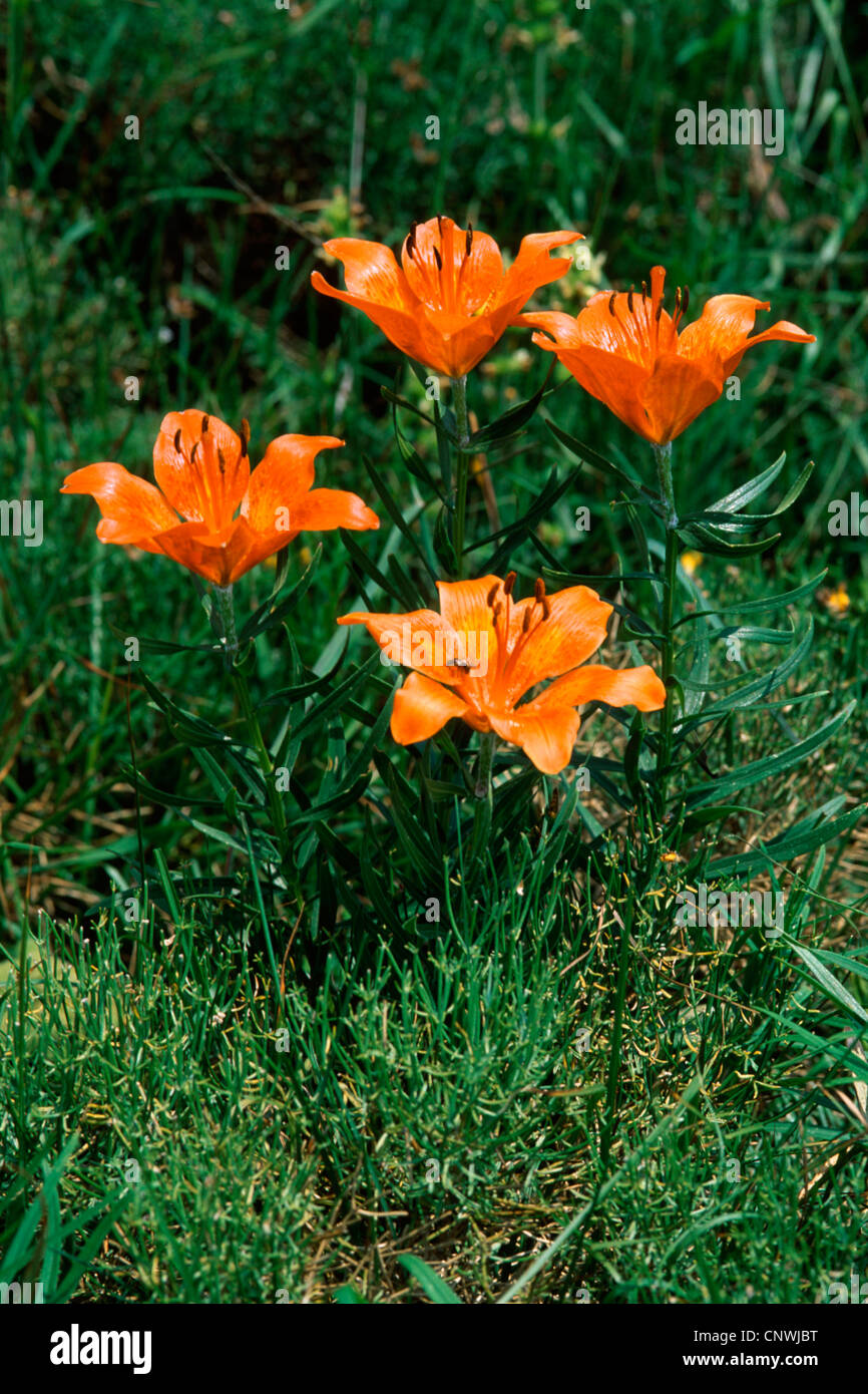 orange lily (Lilium bulbiferum), blooming Stock Photo - Alamy