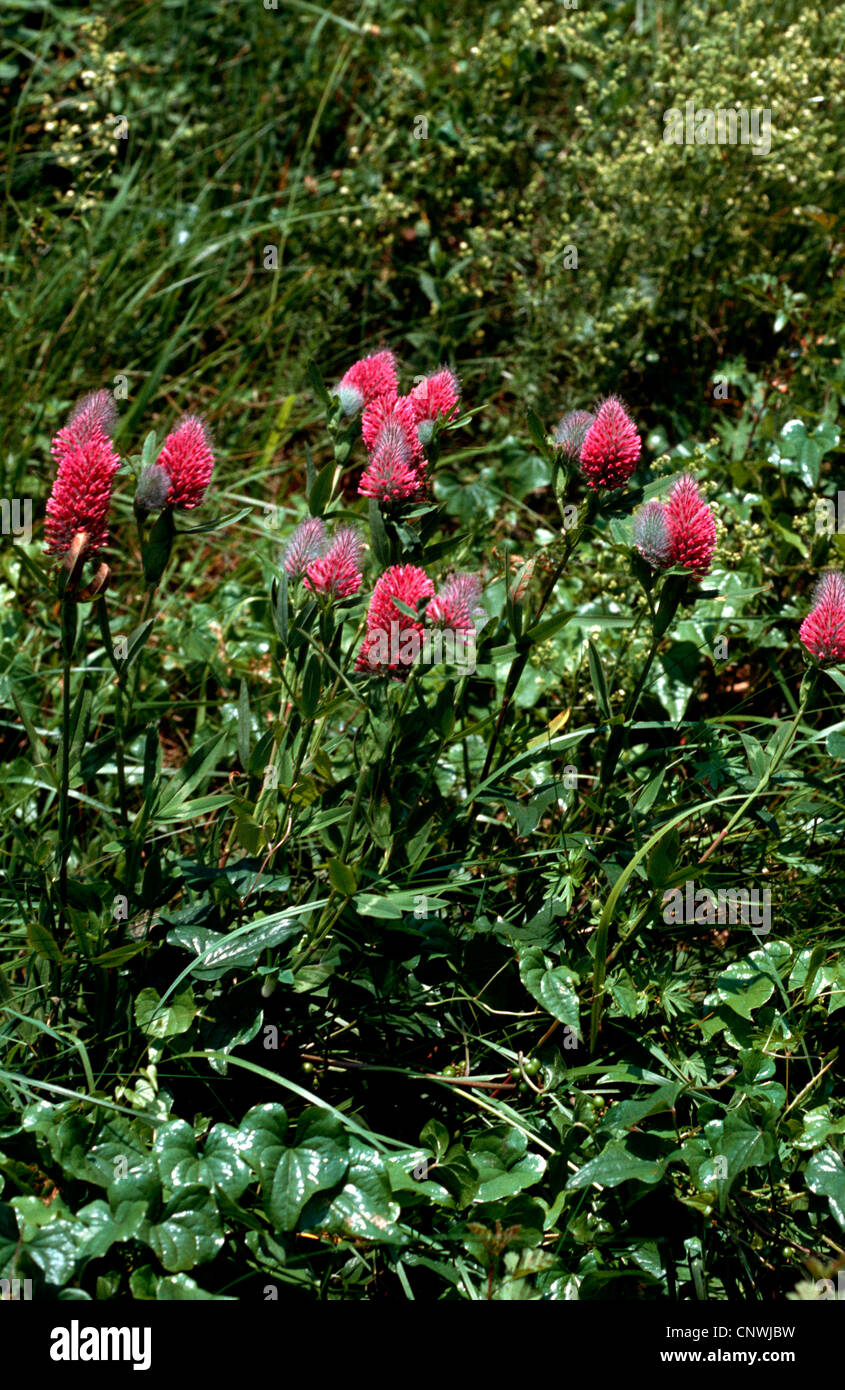 red trefoil (Trifolium rubens), blooming, Germany Stock Photo