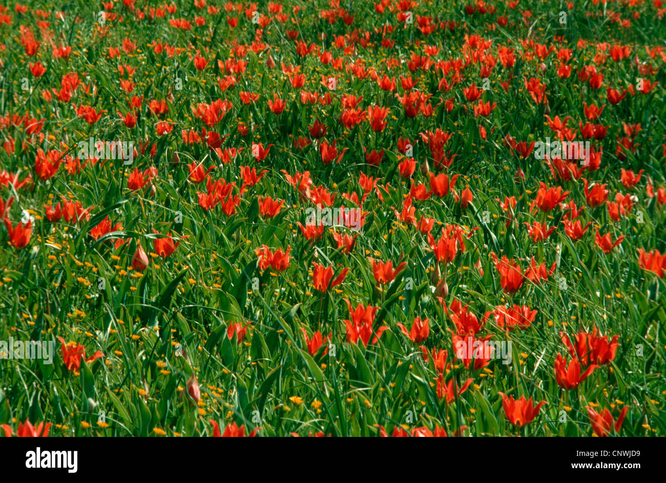 Wild tulip, Agenensis Tulip (Tulipa agenensis), blooming, Cyprus Stock Photo