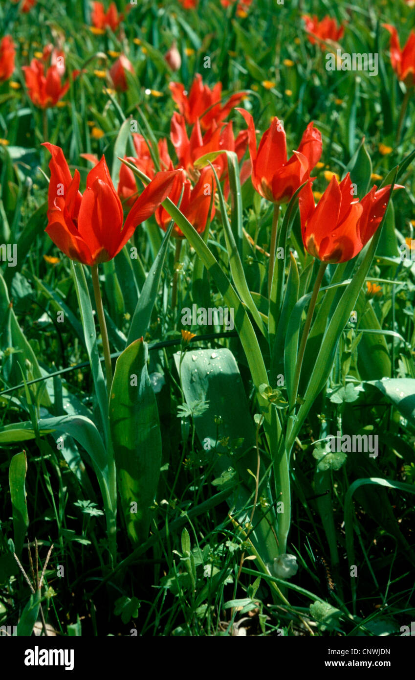 Wild tulip, Agenensis Tulip (Tulipa agenensis), blooming, Cyprus Stock Photo