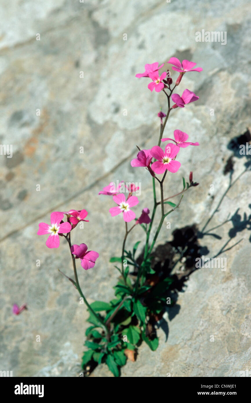 Malcolmia chia (Malcolmia chia), growing on a rock, Greece, Peloponnes Stock Photo