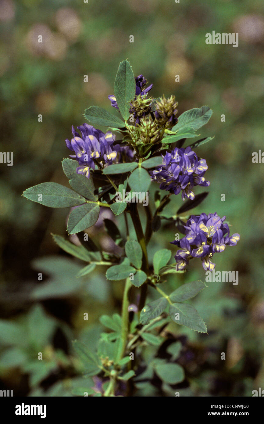 alfalfa, lucerne (Medicago sativa, Medicago x varia, Medicago varia), blooming Stock Photo