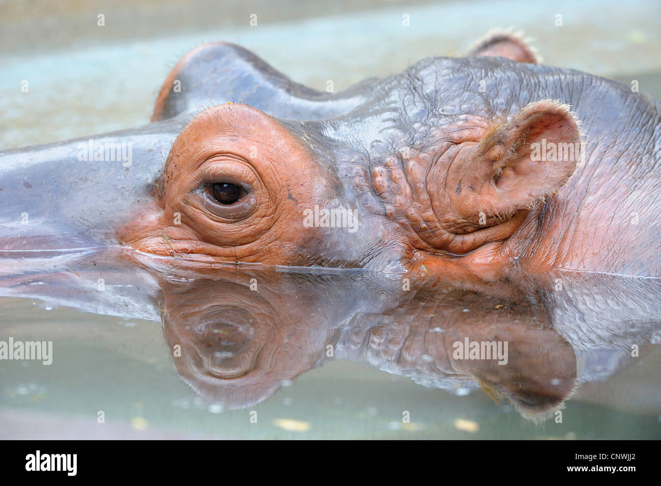 hippopotamus, hippo, Common hippopotamus (Hippopotamus amphibius), portraet in the water, only the upper side of the head looking out Stock Photo