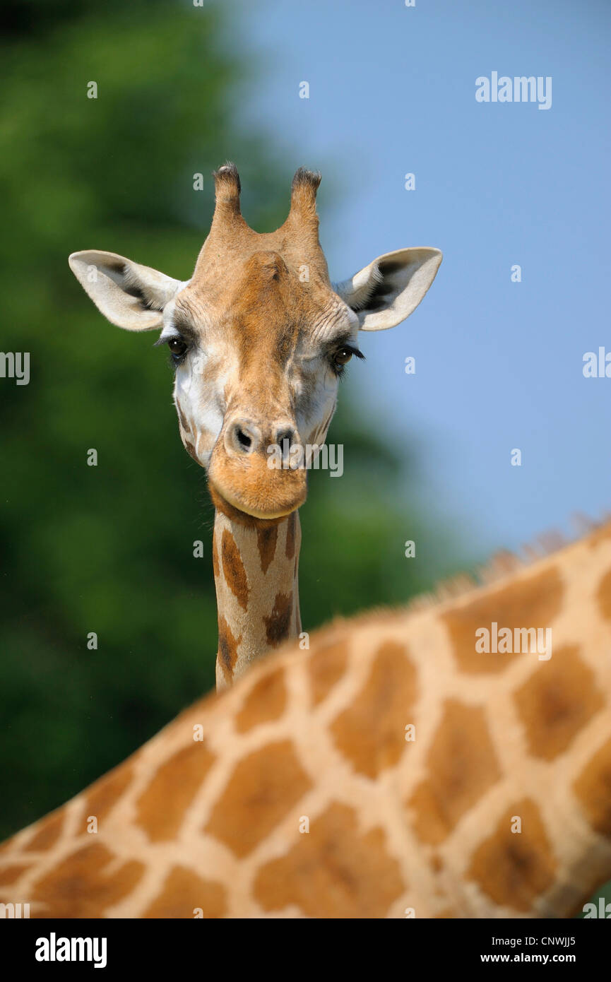Giraffe from behind looking up hires stock photography and images Alamy