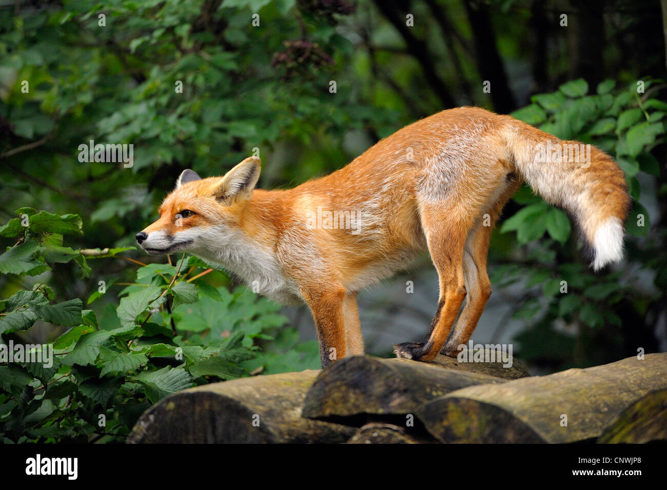 Deciduous forest animals hi-res stock photography and images - Alamy