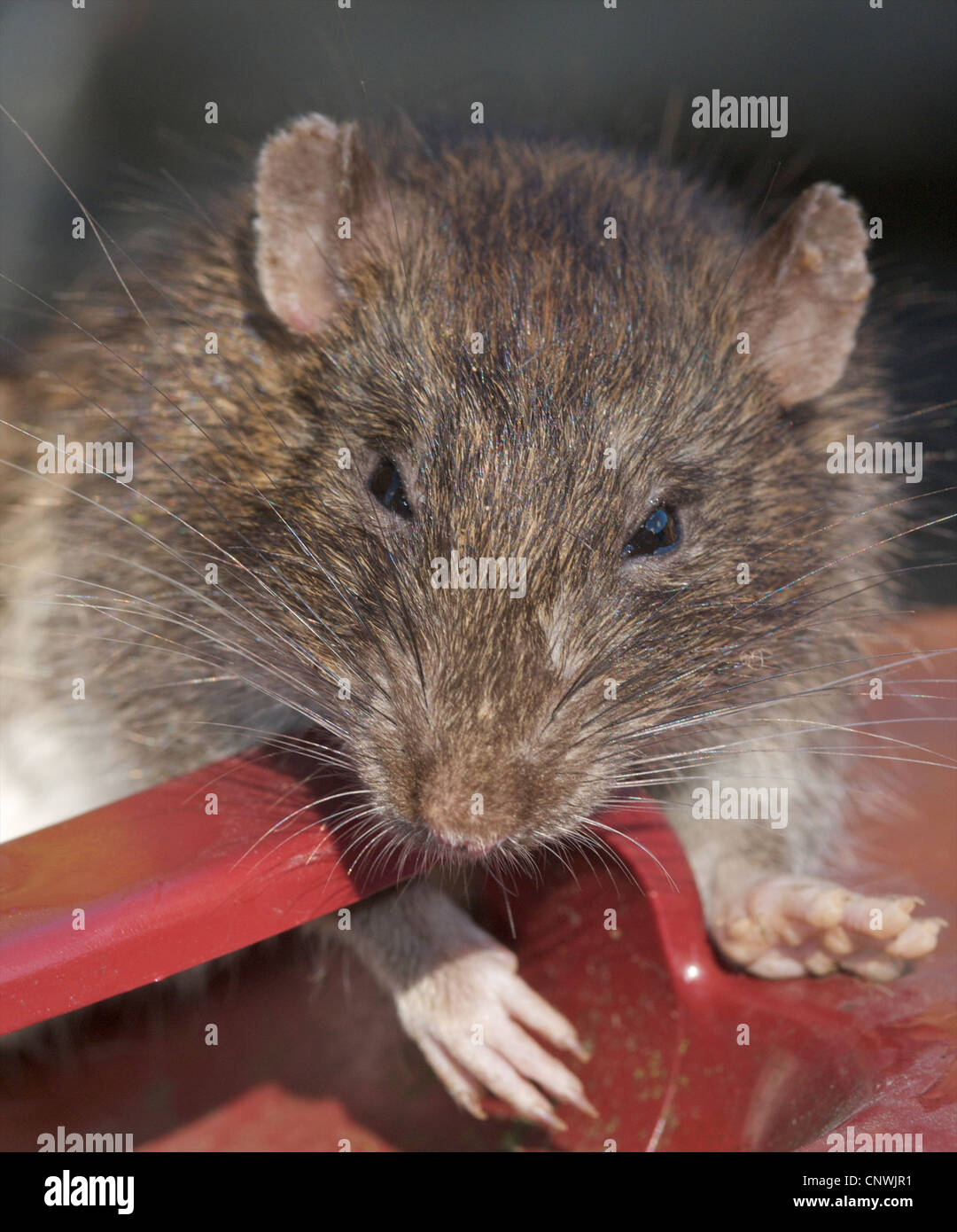 RAT Brown Rat (Rattus norvegicus) A fine portrait of the most common rat foundi n the UK. They produce about forty young a year and are able to breed from the age of eleven weeks ! Regarded as vermin they carry disease and live close to mankind. Stock Photo