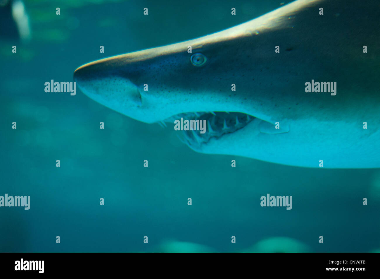 Tiger shark mouth hi-res stock photography and images - Alamy