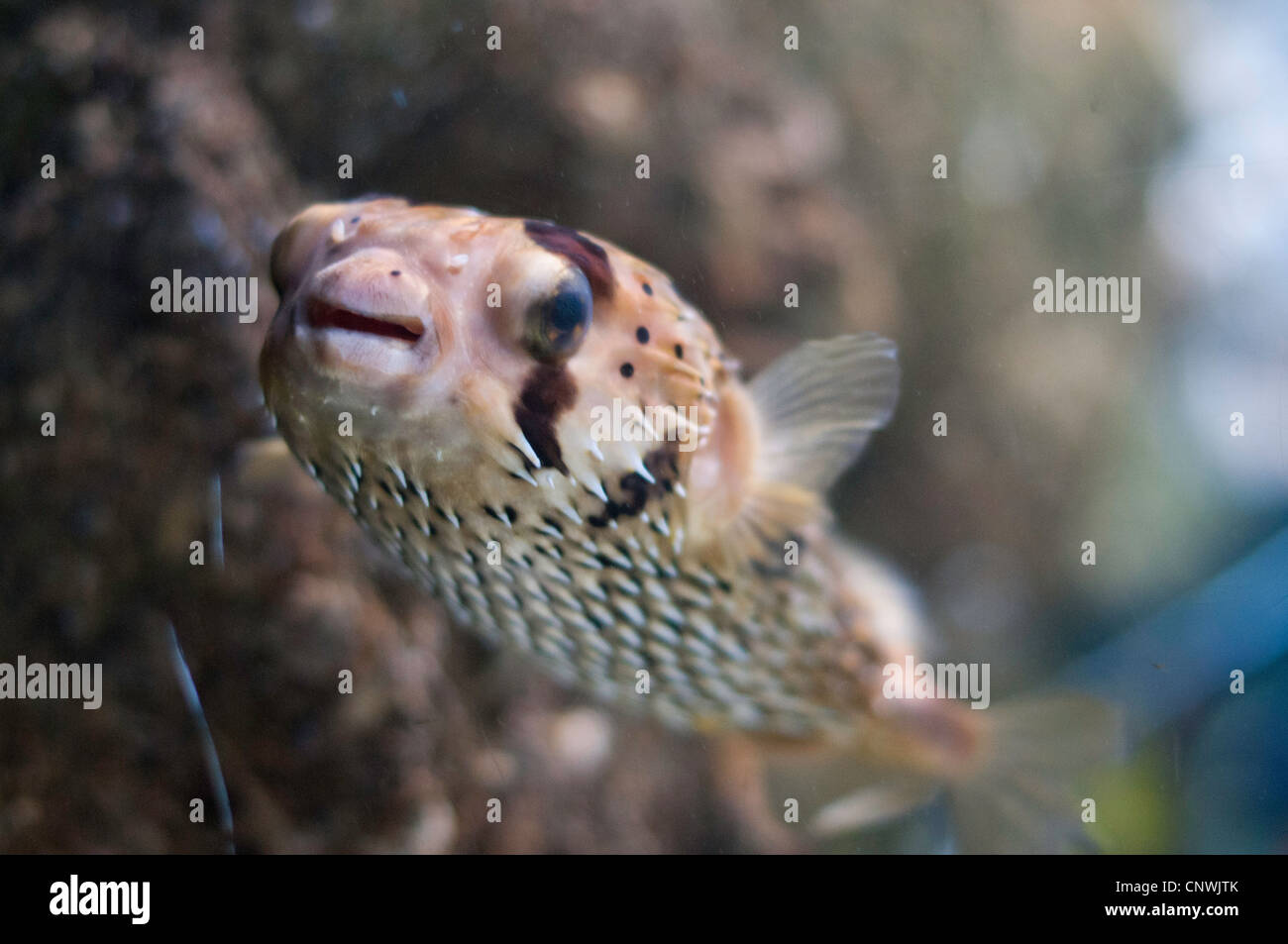 Puffer fish swimming in a tank Stock Photo
