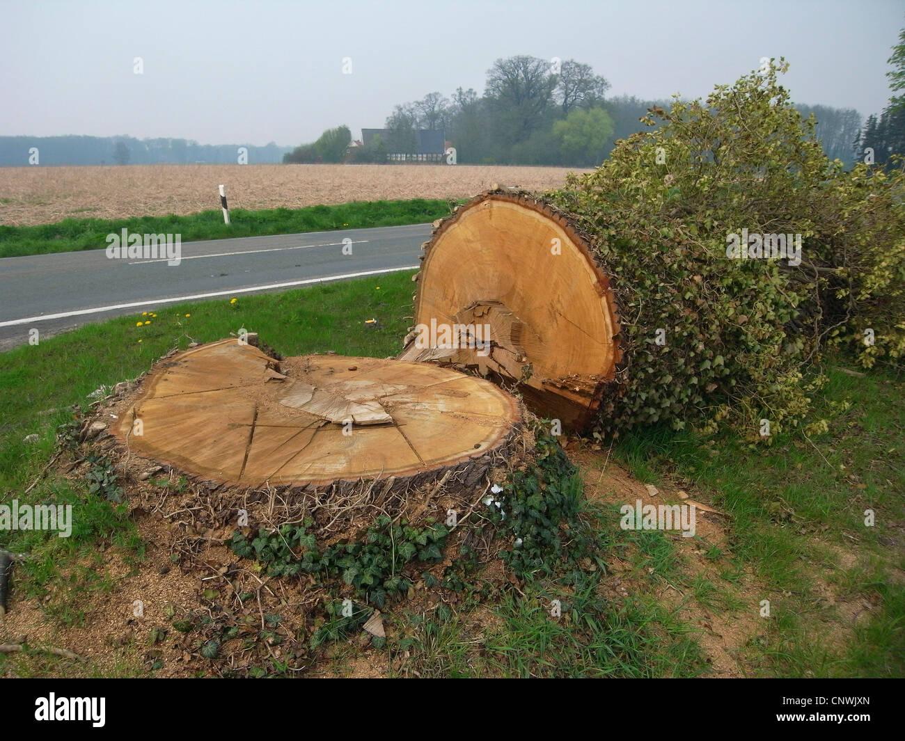 common oak, pedunculate oak, English oak (Quercus robur), felled tree at a street, Germany Stock Photo