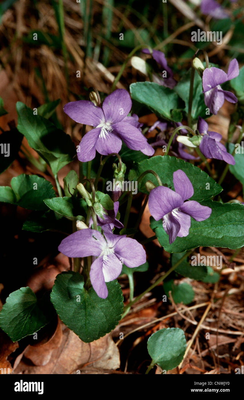 heath violet, heath dog-violet (Viola canina), blooming, Germany Stock Photo