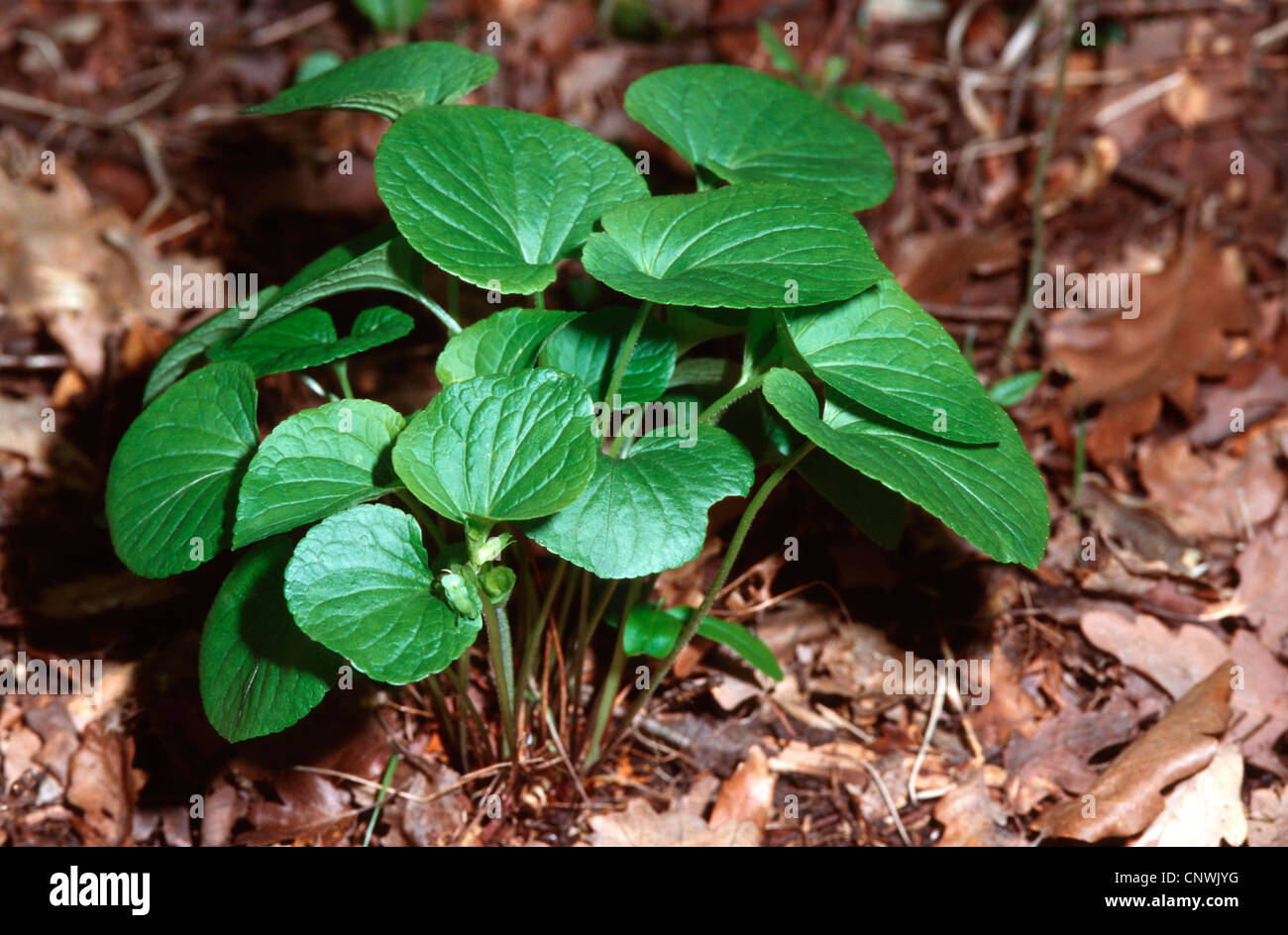 Viola mirabilis (Viola mirabilis), leaves, Germany Stock Photo