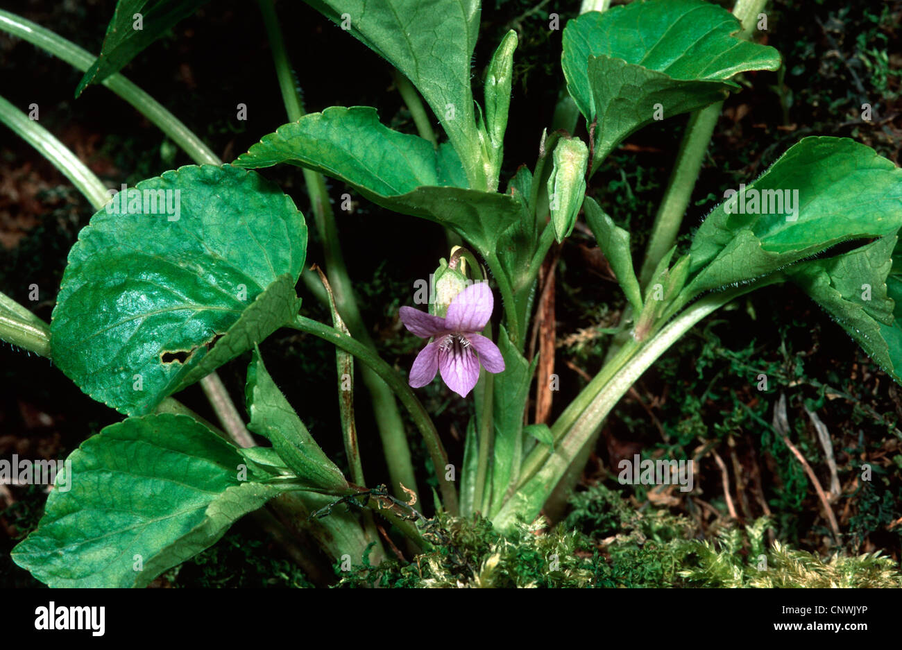 Viola mirabilis (Viola mirabilis), blooming, Germany Stock Photo