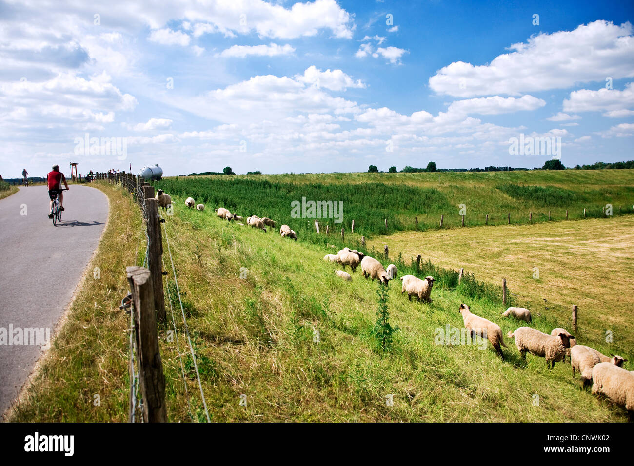bikers on a dyke with grazing sheep at Bislicher Insel in Lower Rhine region, Niederrhein, Germany, North Rhine-Westphalia, Bislich Stock Photo