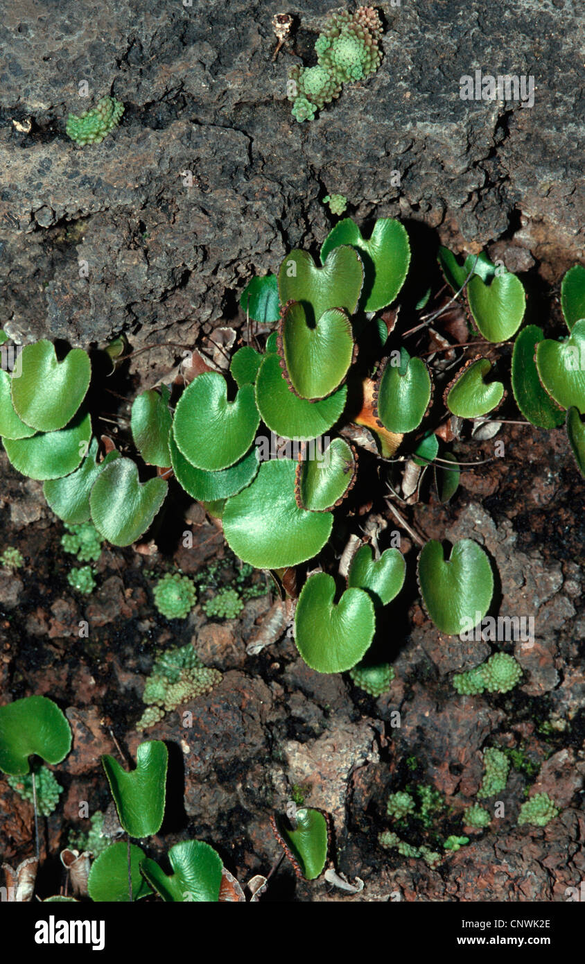 Kidney Maidenhair (Adiantum reniforme), on a rock, Canary Islands, Tenerife Stock Photo