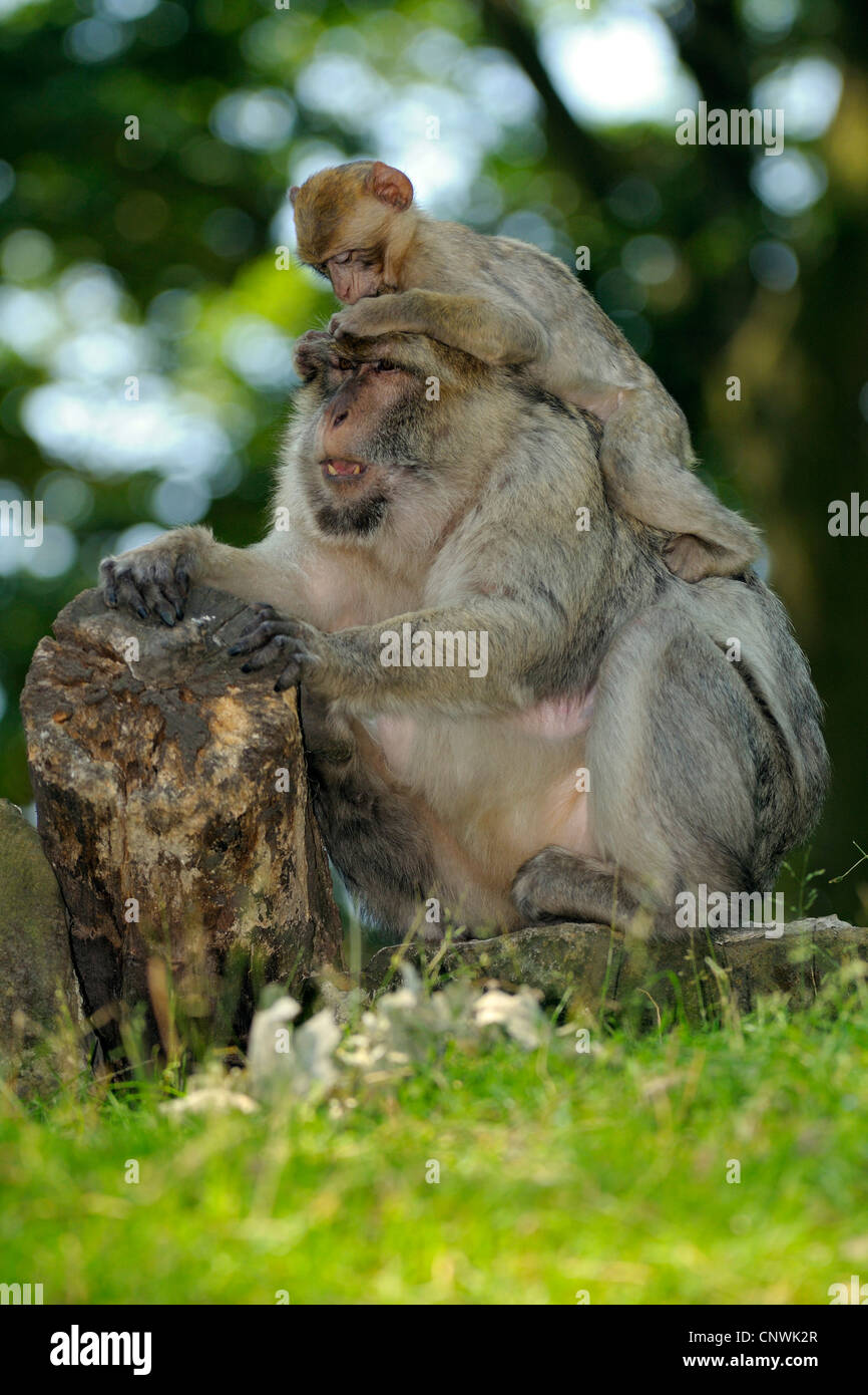 barbary ape, barbary macaque (Macaca sylvanus), juvenile Stock Photo