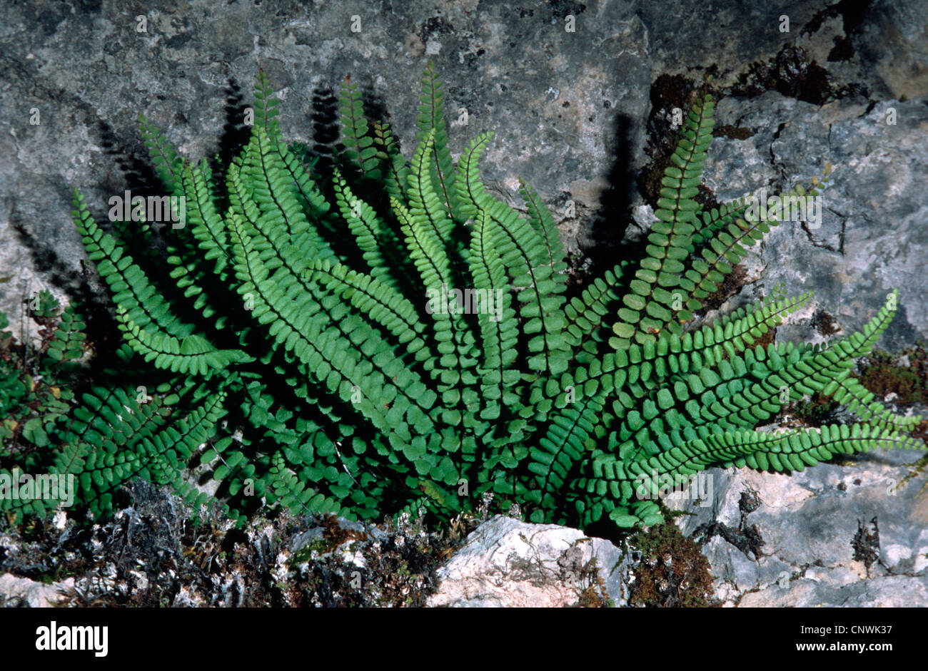 maidenhair spleenwort, common maidenhair (Asplenium trichomanes), in a rock crevice, Germany Stock Photo