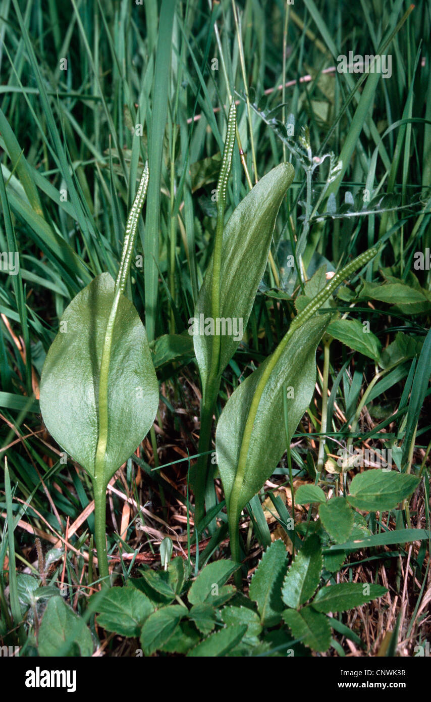 adders-tongue fern, English adder's tongue (Ophioglossum vulgatum), with fertile part of frond, Germany Stock Photo
