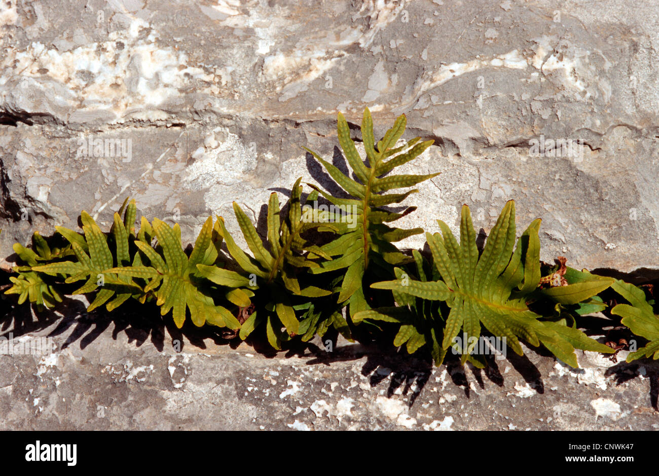 southern polypody (Polypodium cambricum, Polypodium australe), in a rock crevice Stock Photo