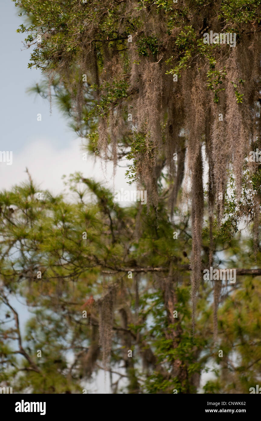 Spanish Moss hanging from trees Stock Photo Alamy
